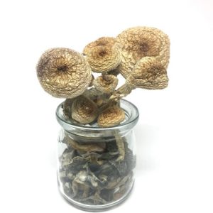 B+ Cubensis Magiska Svampar