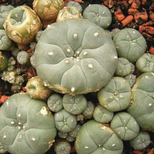 Köpa Mescaline Peyote Cactus