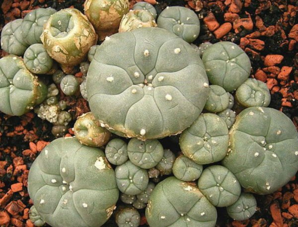 Köpa Mescaline Peyote Cactus